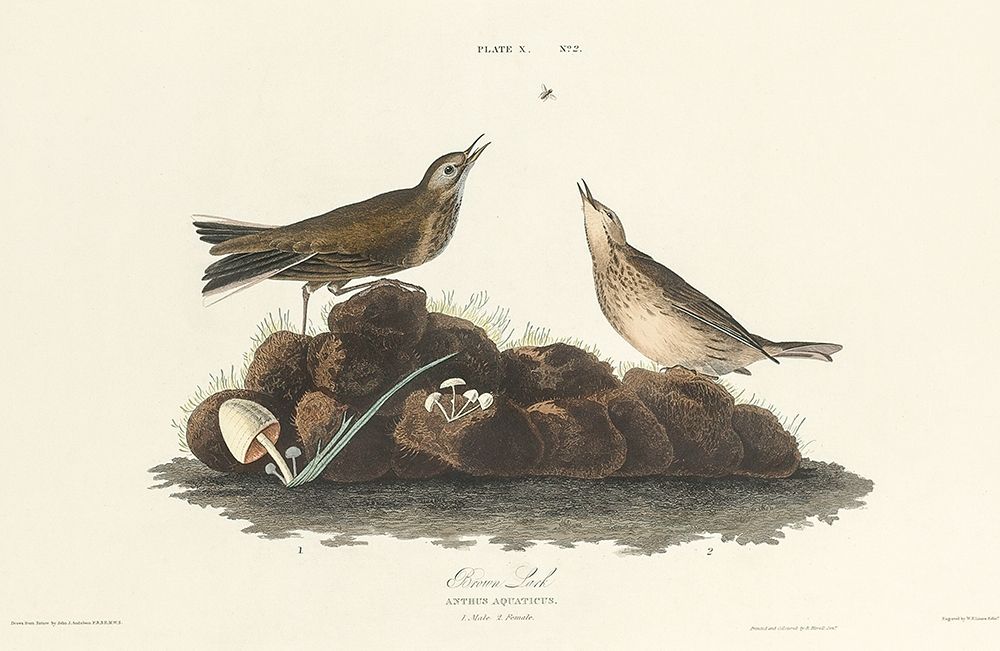 Brown Lark art print by John James Audubon for $57.95 CAD