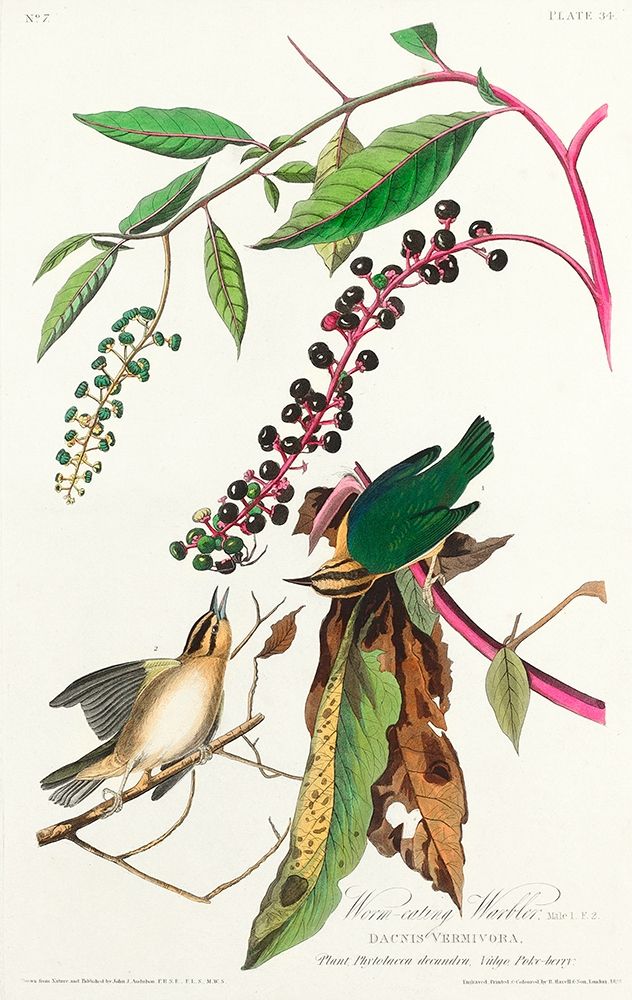 Worm eating Warbler art print by John James Audubon for $57.95 CAD