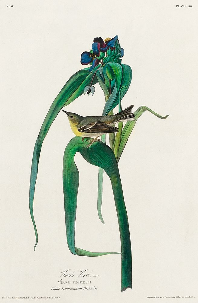 Vigors Vireo art print by John James Audubon for $57.95 CAD