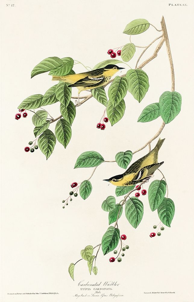 Carbonated Warbler art print by John James Audubon for $57.95 CAD
