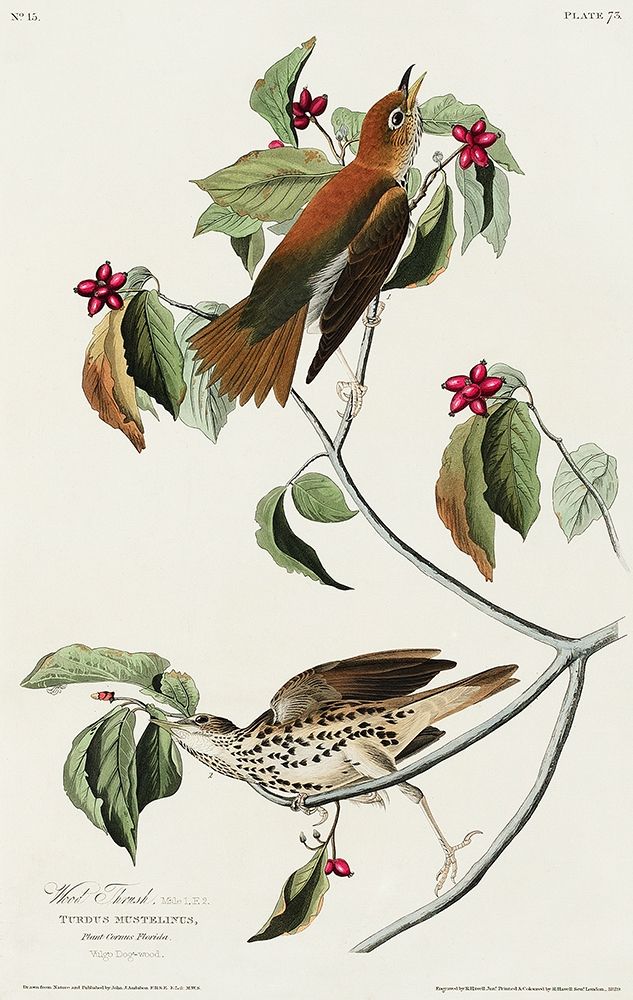 Wood Thrush art print by John James Audubon for $57.95 CAD