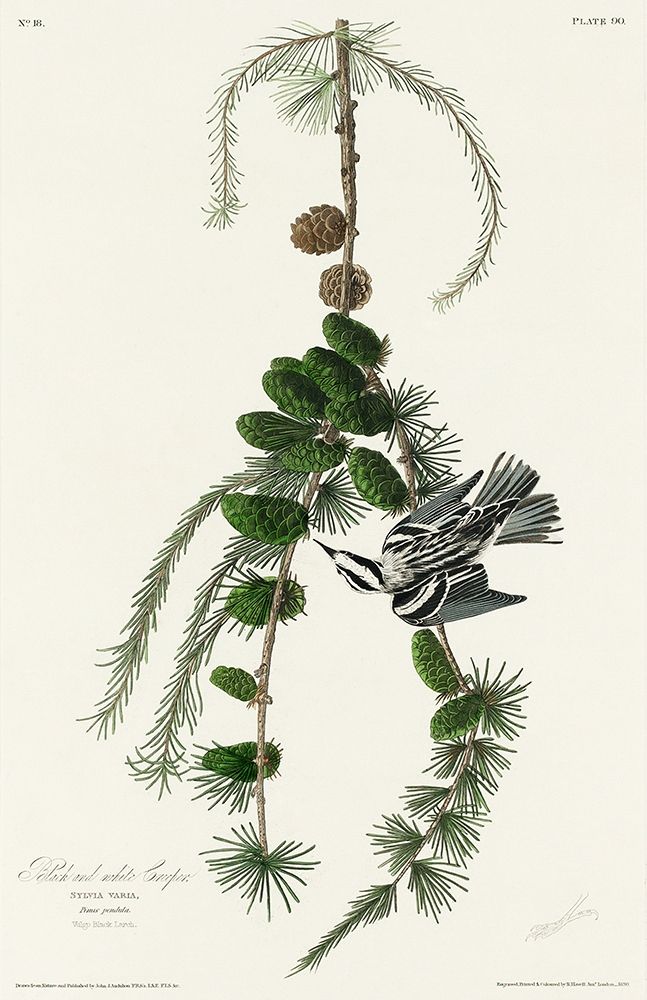 Black and White Creeper art print by John James Audubon for $57.95 CAD