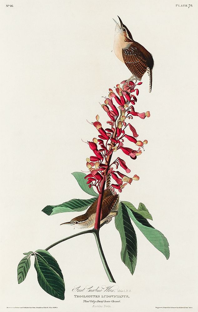 Great Carolina Wren art print by John James Audubon for $57.95 CAD
