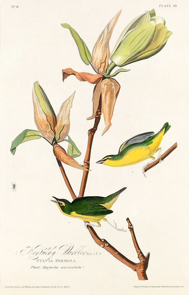 Kentucky Warbler art print by John James Audubon for $57.95 CAD