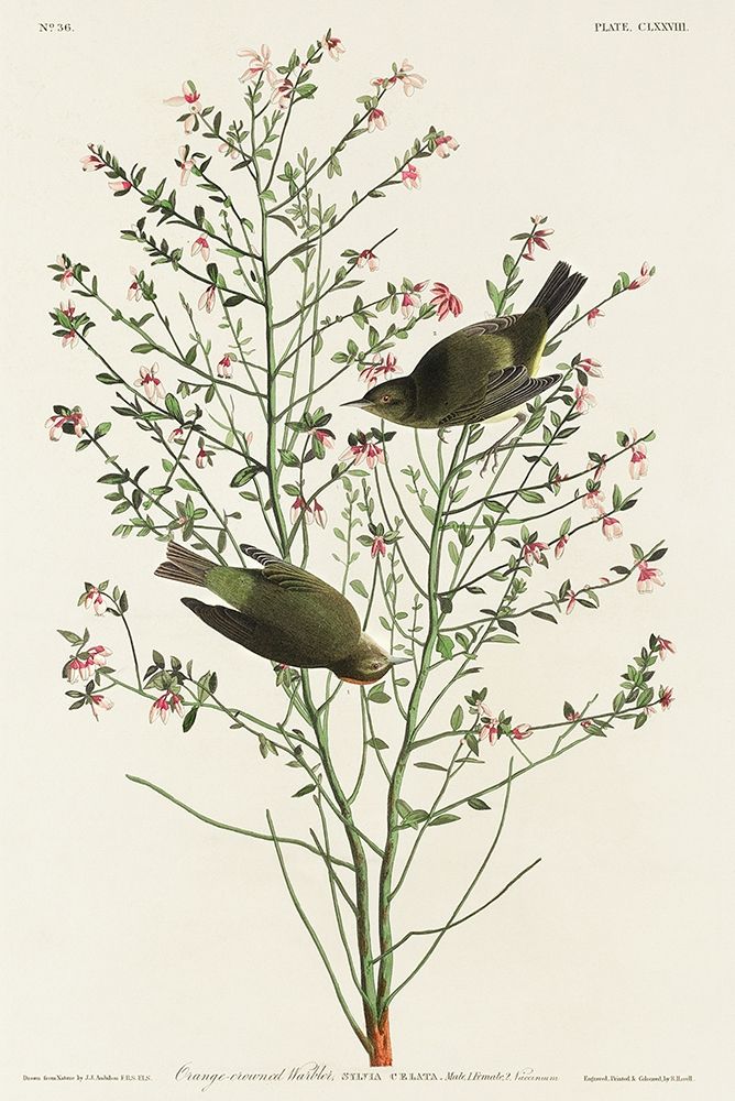 Orange-crowned Warbler art print by John James Audubon for $57.95 CAD