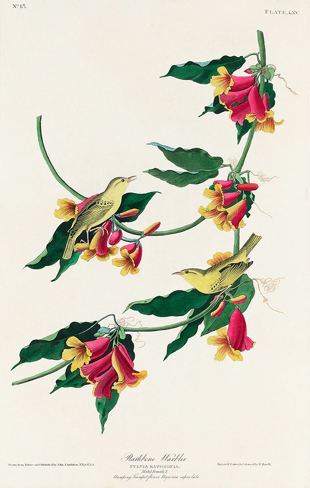 Rathbone Warbler art print by John James Audubon for $57.95 CAD