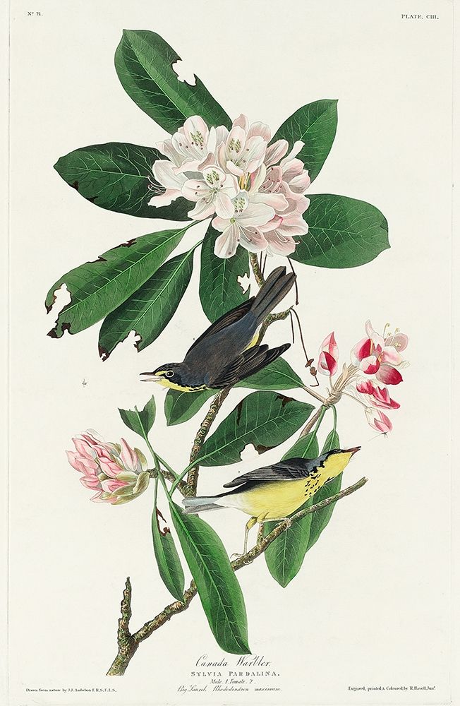 Canada Warbler art print by John James Audubon for $57.95 CAD