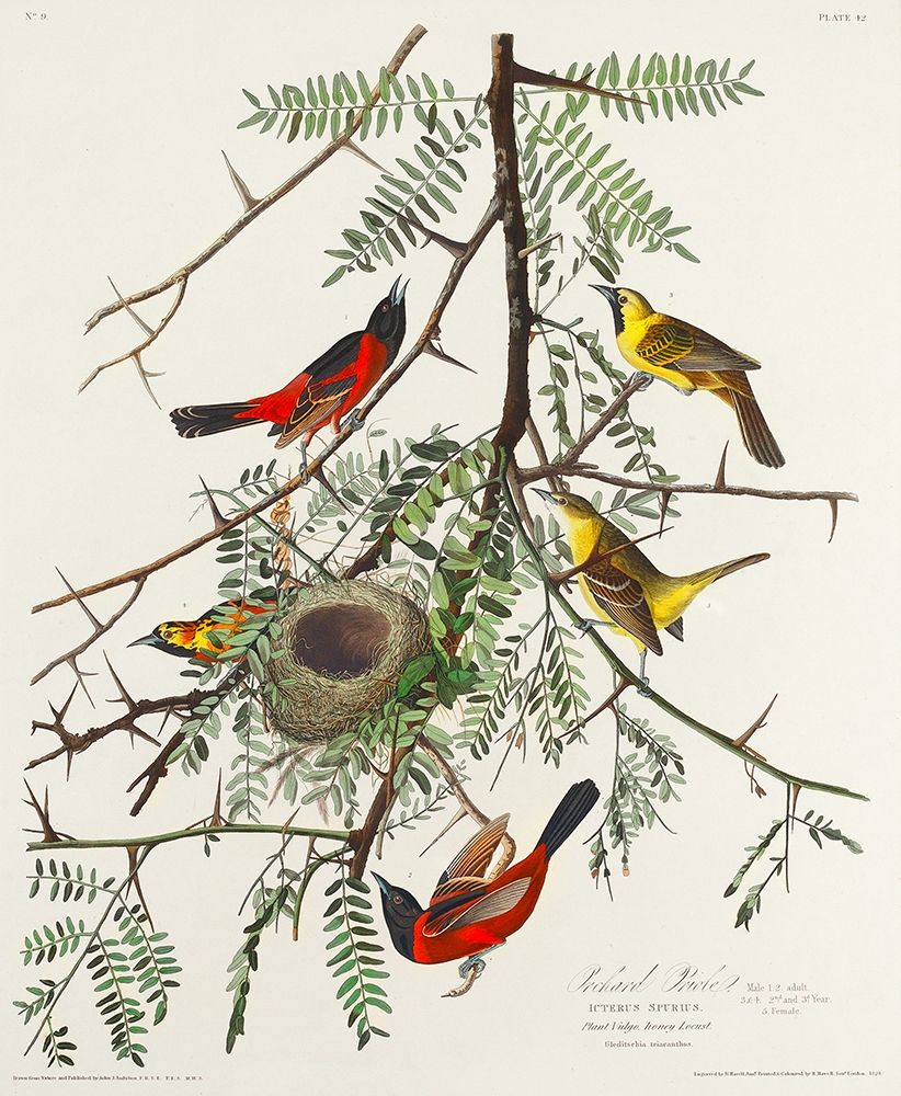Orchard Oriole art print by John James Audubon for $57.95 CAD