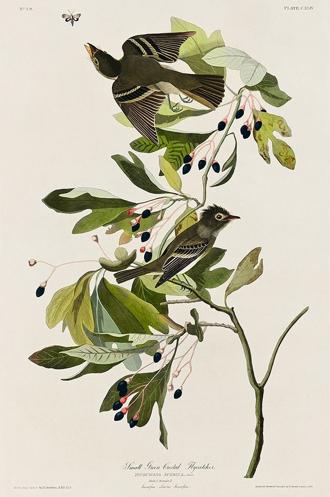Small Green Crested Flycatcher art print by John James Audubon for $57.95 CAD