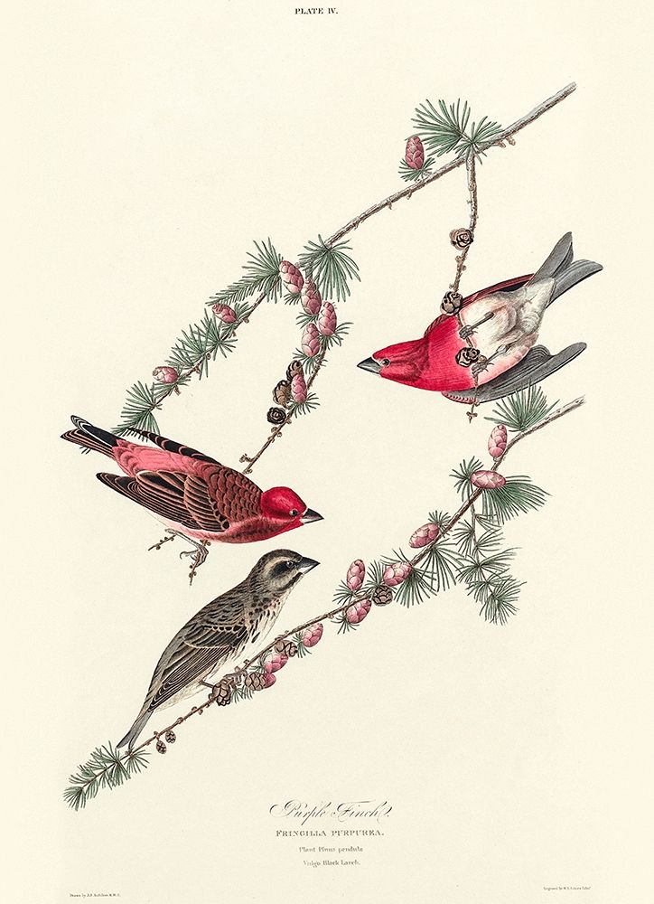 Purple Finch art print by John James Audubon for $57.95 CAD