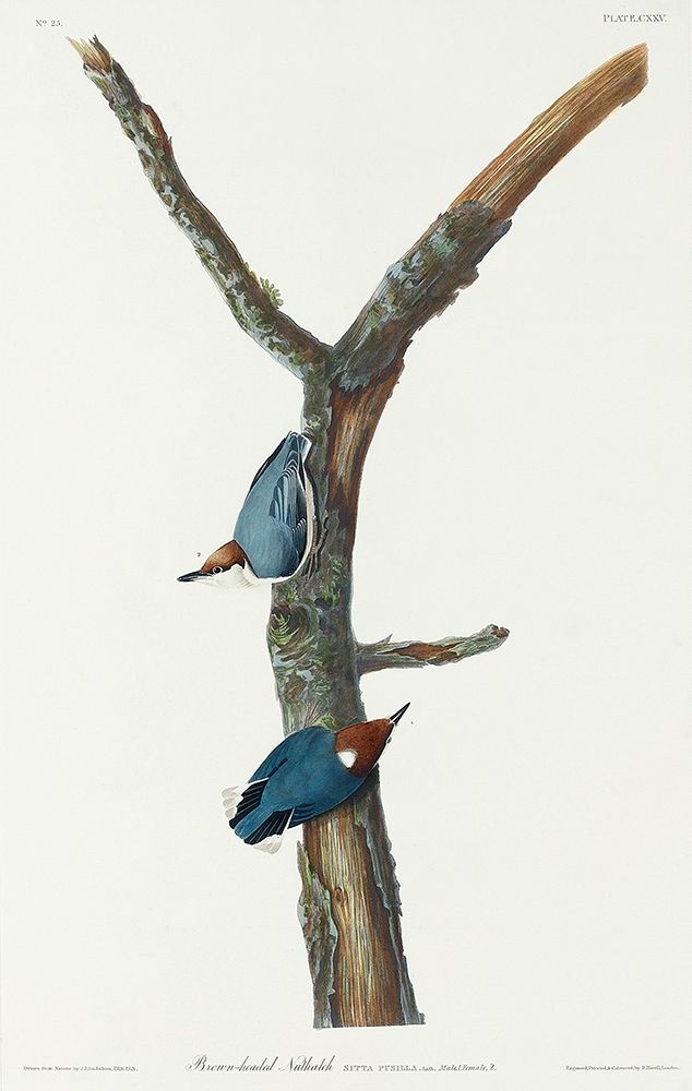 Brown-headed Nuthatch art print by John James Audubon for $57.95 CAD