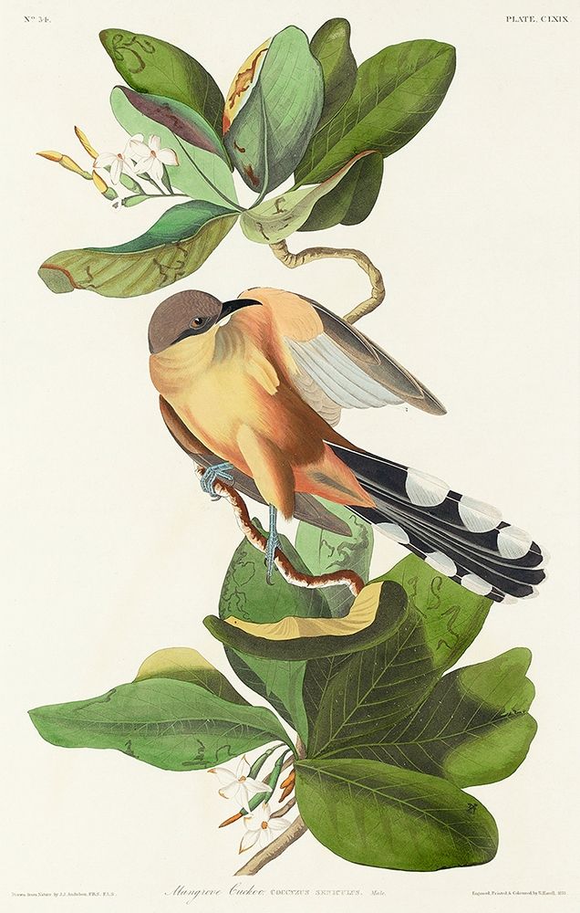 Mangrove Cuckoo art print by John James Audubon for $57.95 CAD