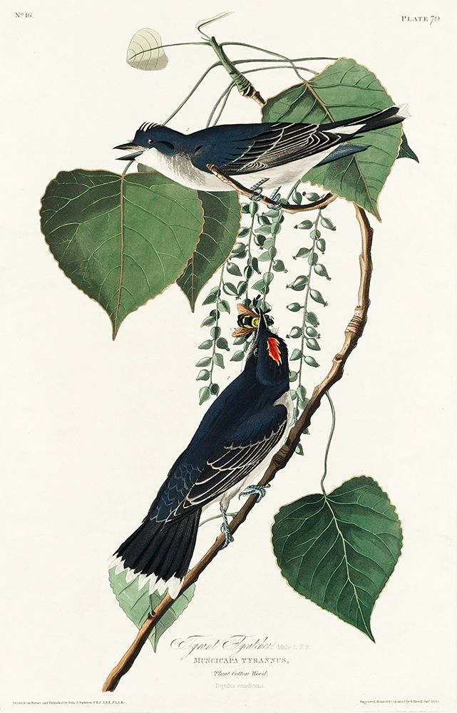 Tyrant Fly-catcher art print by John James Audubon for $57.95 CAD