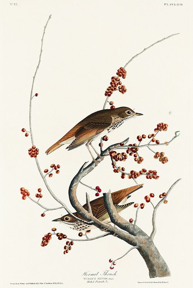 Hermit Thrush art print by John James Audubon for $57.95 CAD