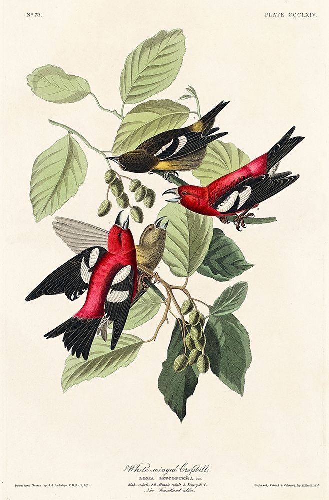White-winged Crossbill art print by John James Audubon for $57.95 CAD