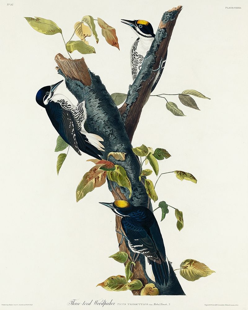 Three-toed Woodpecker art print by John James Audubon for $57.95 CAD
