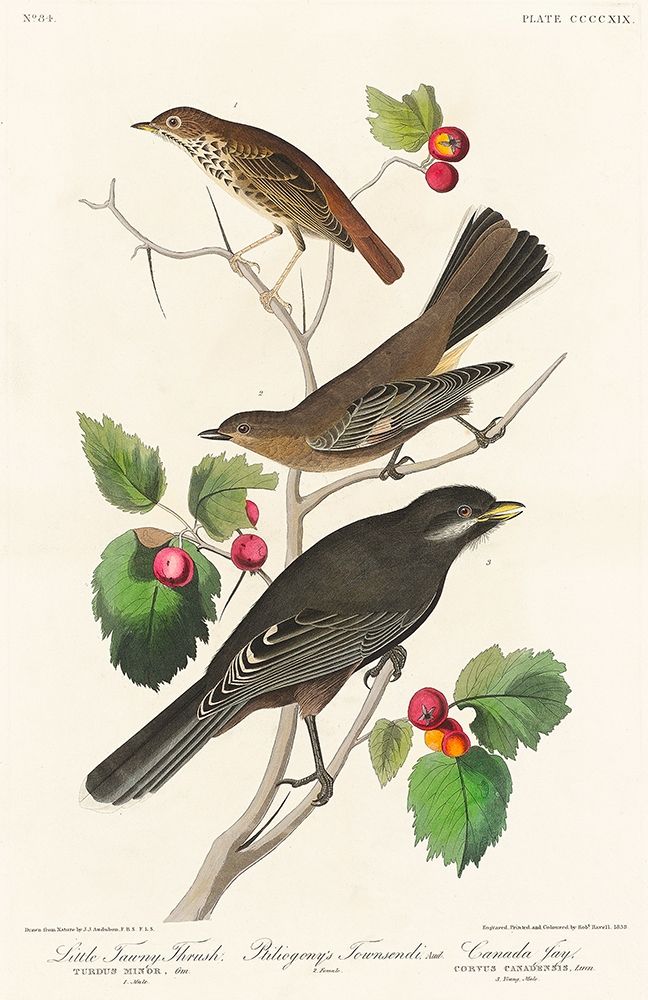 Little Tawny Thrush, Ptiliogonys Townsendi and Canada Jay art print by John James Audubon for $57.95 CAD