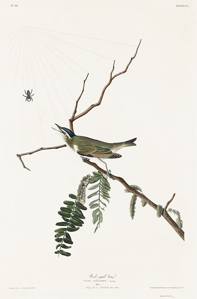 Red-eyed Vireo art print by John James Audubon for $57.95 CAD