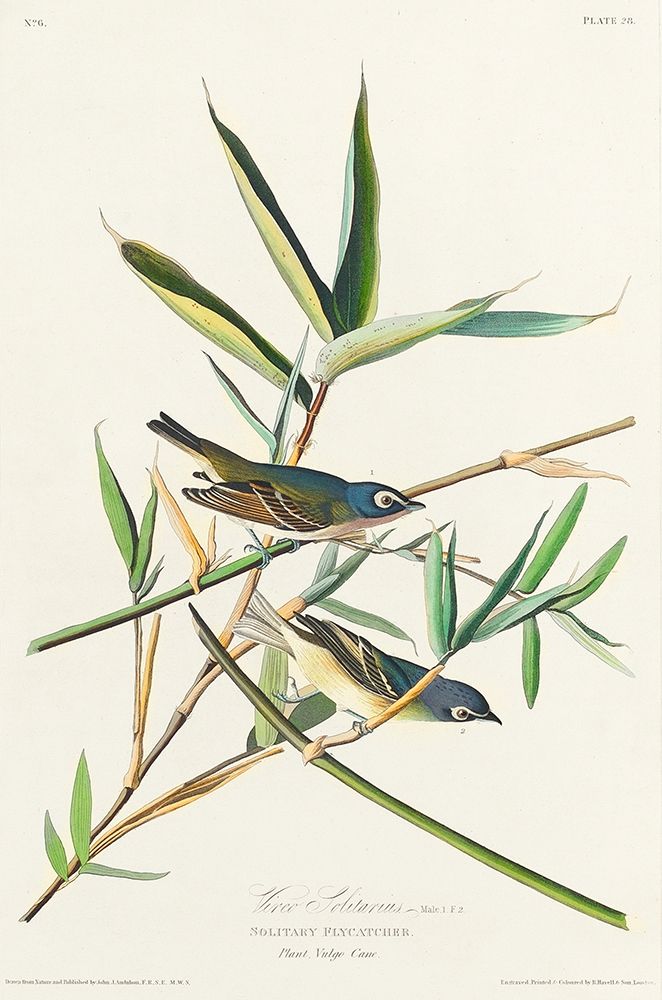 Vireo Solitarius art print by John James Audubon for $57.95 CAD