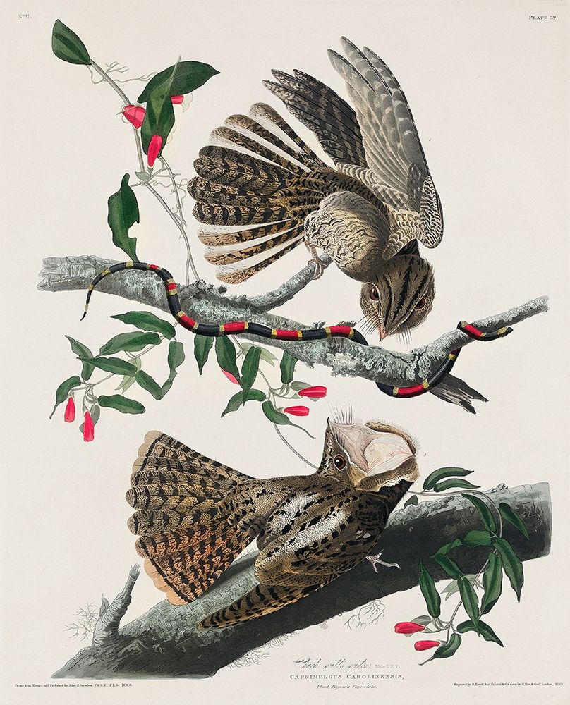 Chuck-wills Widow art print by John James Audubon for $57.95 CAD