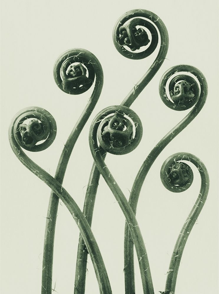 Adiantum pedatum (American Maiden-hair Fern) art print by Karl Blossfeldt for $57.95 CAD