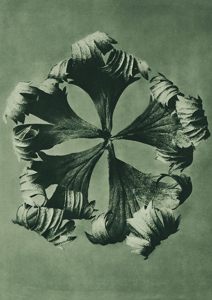 Trollius Europaeus (Globeflower) art print by Karl Blossfeldt for $57.95 CAD
