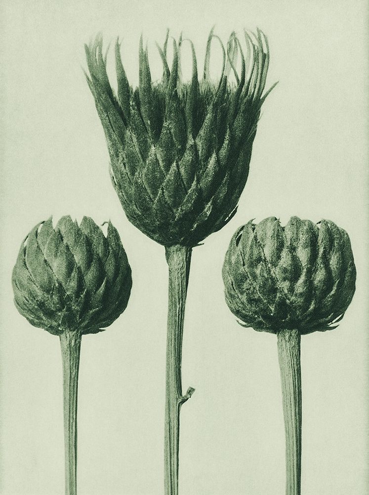 Serratula Nudicaulis (Bareâ€“Stemmed Common Sawâ€“Wort) art print by Karl Blossfeldt for $57.95 CAD