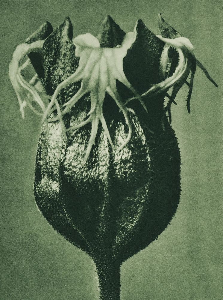 Tellima randiflora (Fringe Cups) art print by Karl Blossfeldt for $57.95 CAD