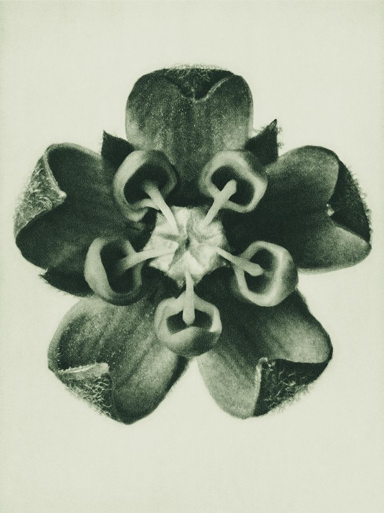 Asclepias Syriaca (Common Milkweed) art print by Karl Blossfeldt for $57.95 CAD