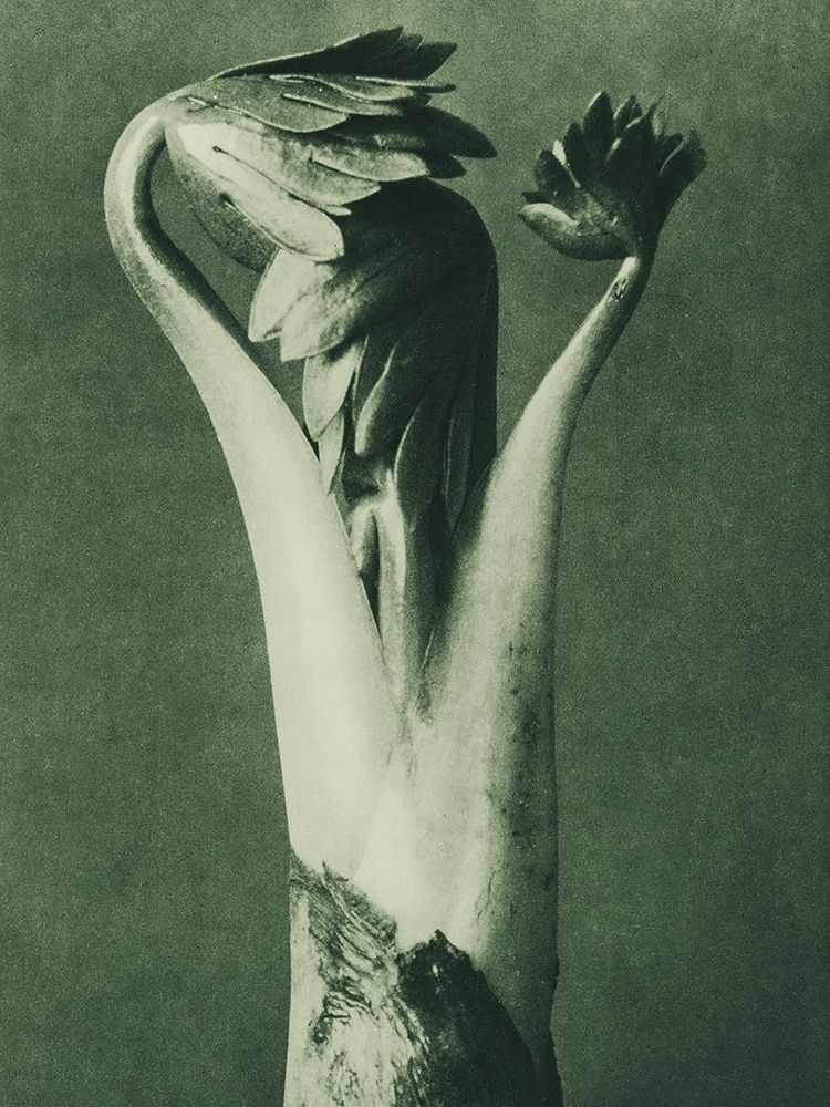 Aconitum (Aconite or Monks Hood) art print by Karl Blossfeldt for $57.95 CAD
