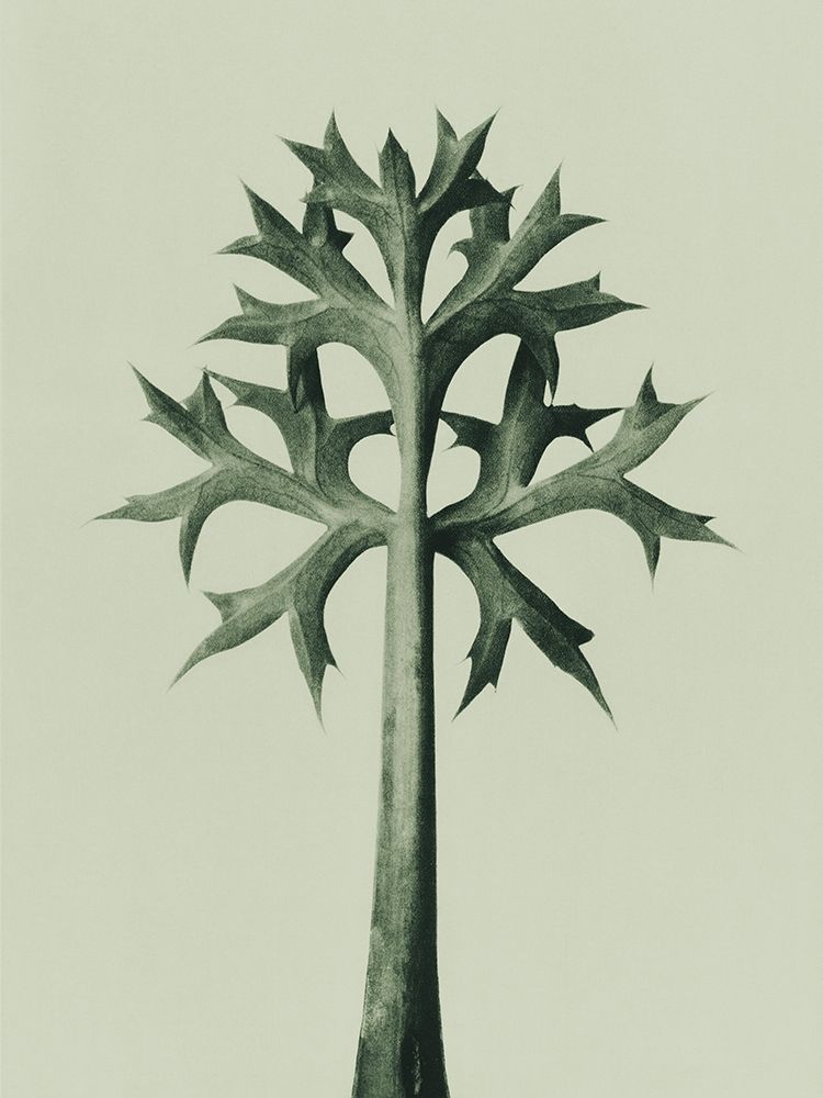 Eryngium Bourgatii (Mediterranean Sea Holly) art print by Karl Blossfeldt for $57.95 CAD