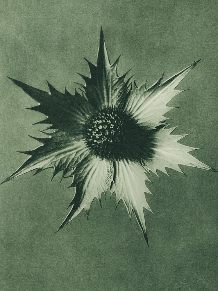 Eryngium Giganteum (Miss Willmotts Ghost) art print by Karl Blossfeldt for $57.95 CAD