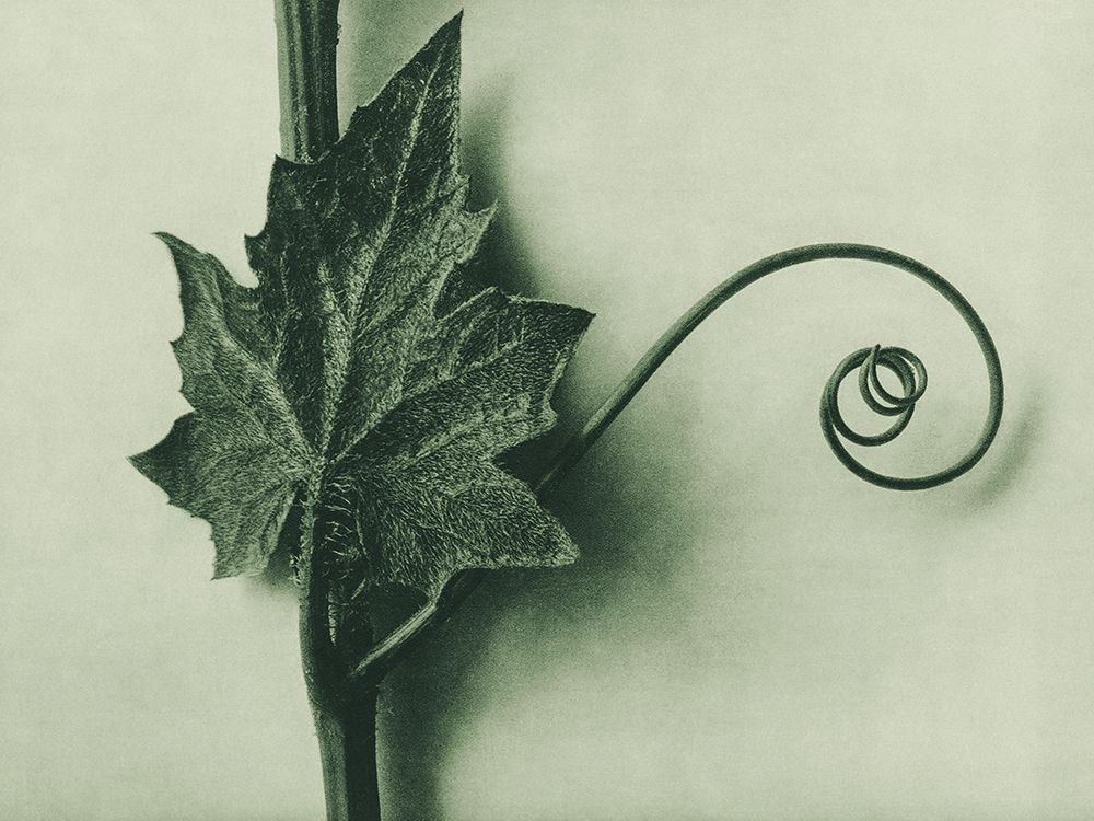 Bryonia Alba (White Bryony) art print by Karl Blossfeldt for $57.95 CAD