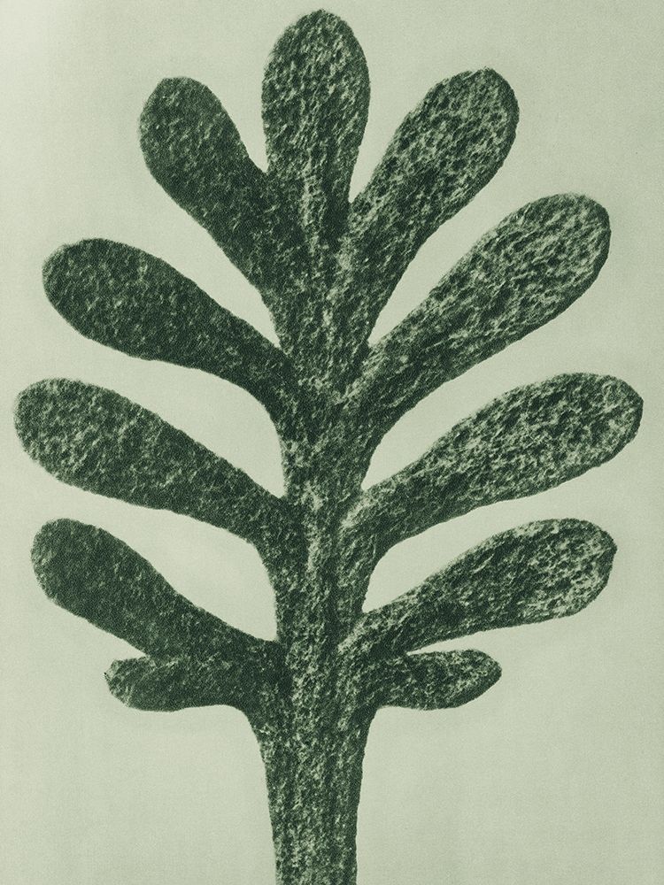 Achillea Umbellata (Yarrow) art print by Karl Blossfeldt for $57.95 CAD