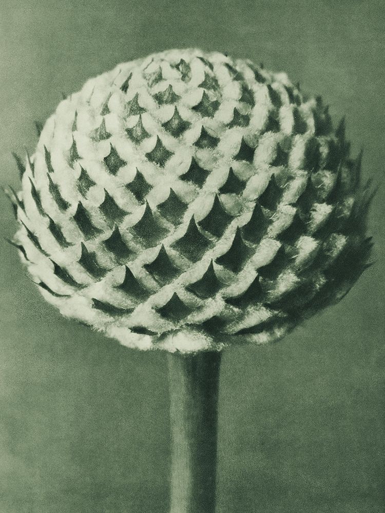 Cephalaria (Small Teasel) art print by Karl Blossfeldt for $57.95 CAD