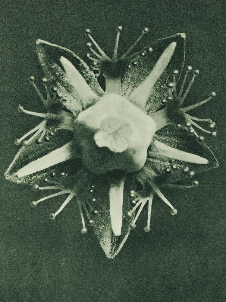 Parnassia palustris (Marsh Grass of Parnassus) art print by Karl Blossfeldt for $57.95 CAD