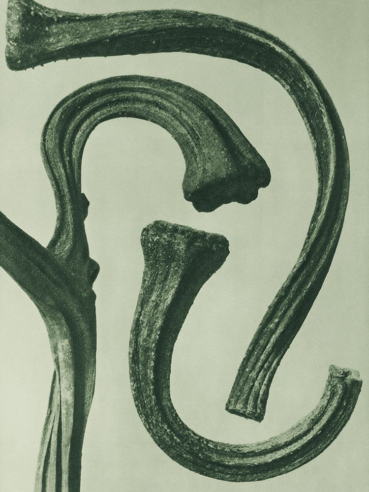 Cucurbita (stems of a Pumpkin) art print by Karl Blossfeldt for $57.95 CAD