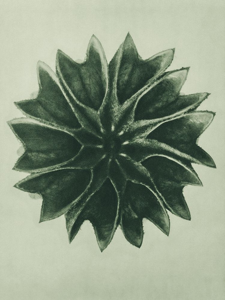 Abutilon (Lime Mallow) art print by Karl Blossfeldt for $57.95 CAD