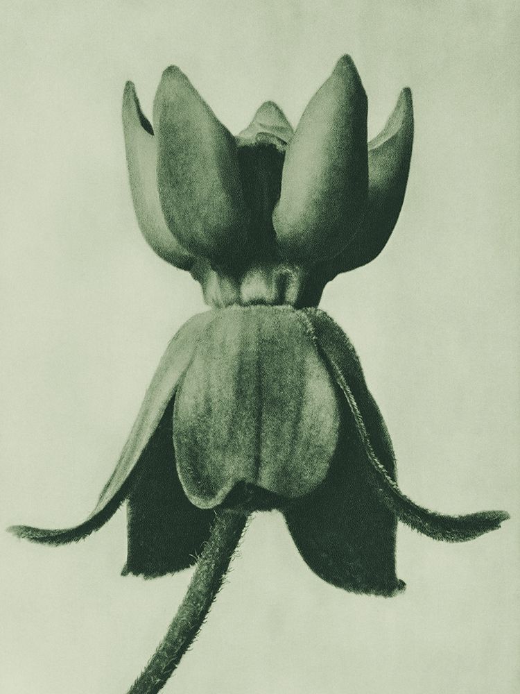 Asclepias syriaca (Common Milkweed) art print by Karl Blossfeldt for $57.95 CAD