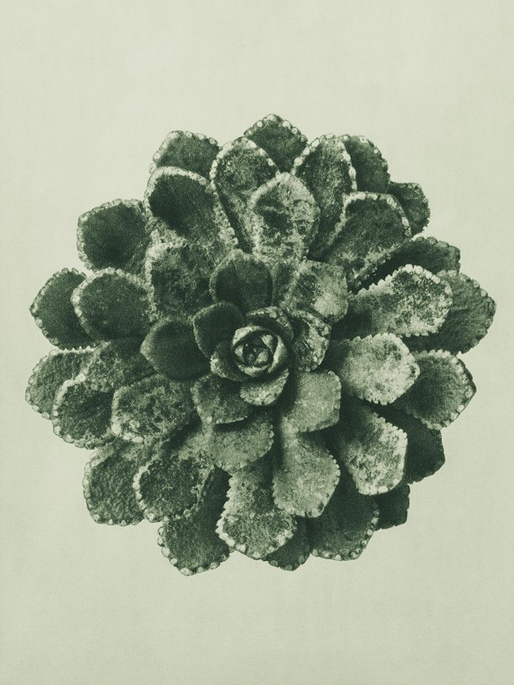 Margined Pyramidal Saxifrage (Saxifraga Aizoon) art print by Karl Blossfeldt for $57.95 CAD