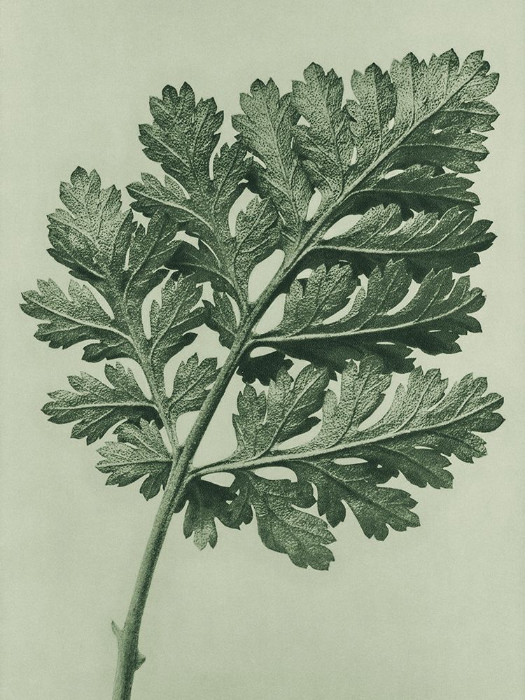 Chrysanthemum parthenium (Feverfew chrysanthemum) art print by Karl Blossfeldt for $57.95 CAD