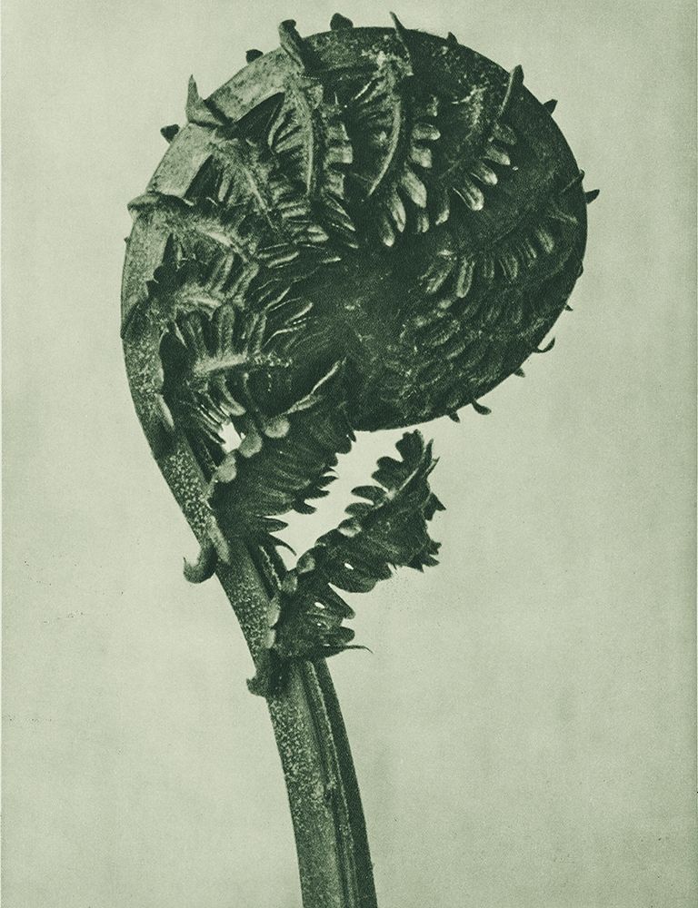 enlarged 8 times from Urformen der Kunst art print by Karl Blossfeldt for $57.95 CAD