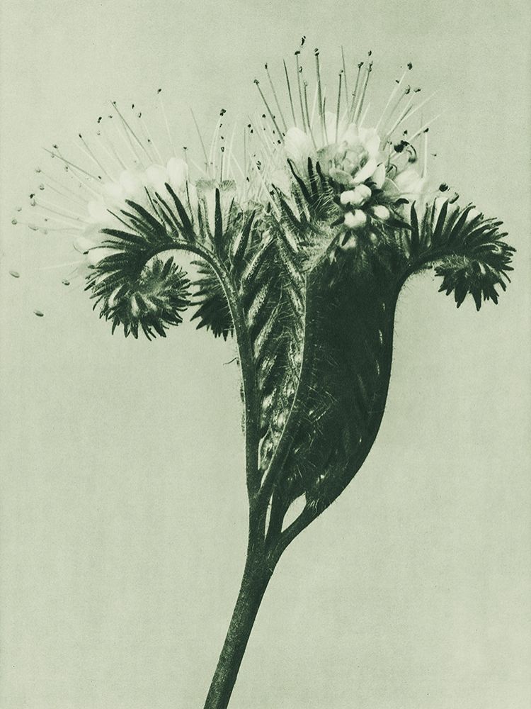 Phacelia tanacetifolia (Lacy Phacelia) art print by Karl Blossfeldt for $57.95 CAD