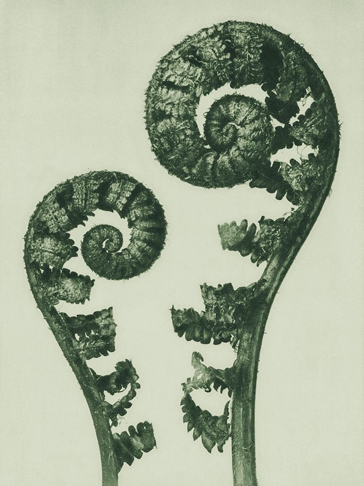 Aspidium Filix Mas (Shield Fern Fronds) art print by Karl Blossfeldt for $57.95 CAD