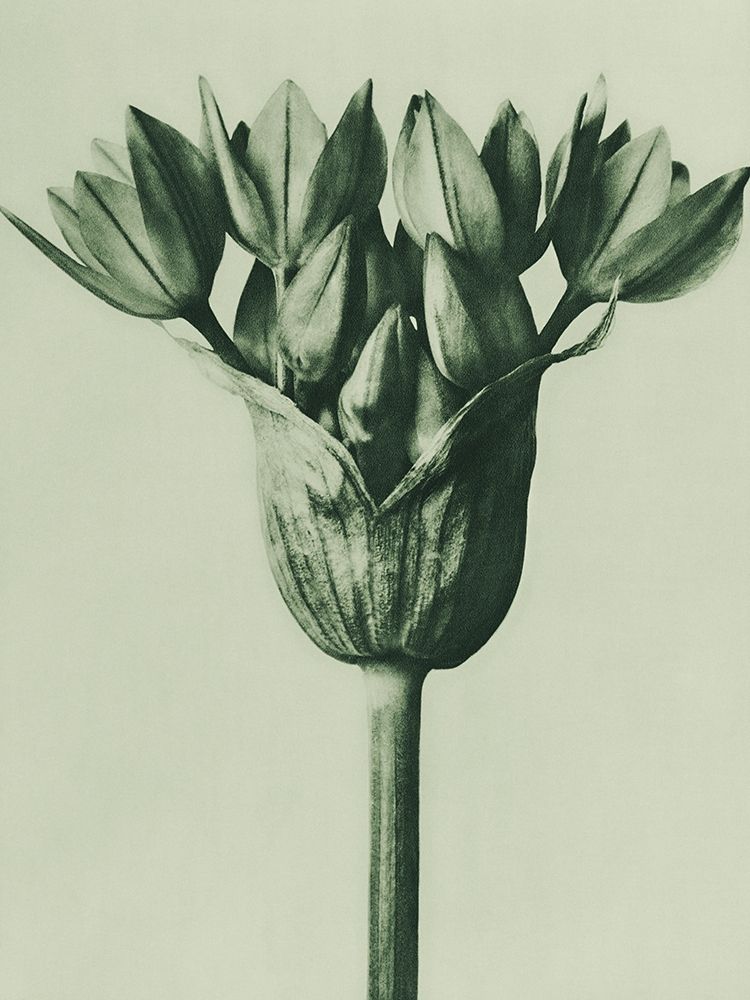 Allium Ostroroskianum (ornamental onion) art print by Karl Blossfeldt for $57.95 CAD