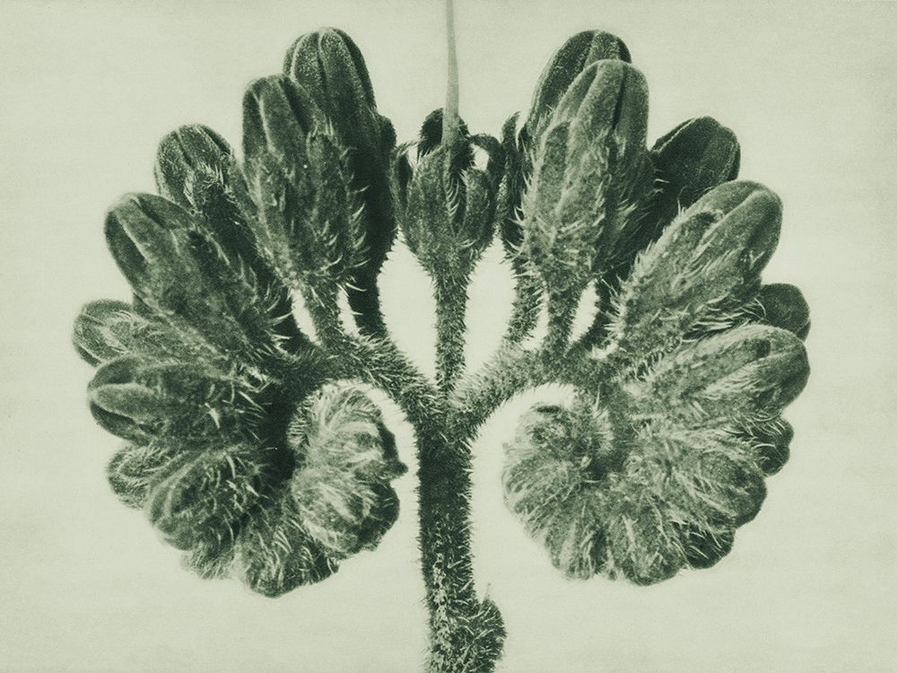 Symphytum Officinale (Common Comfrey) art print by Karl Blossfeldt for $57.95 CAD