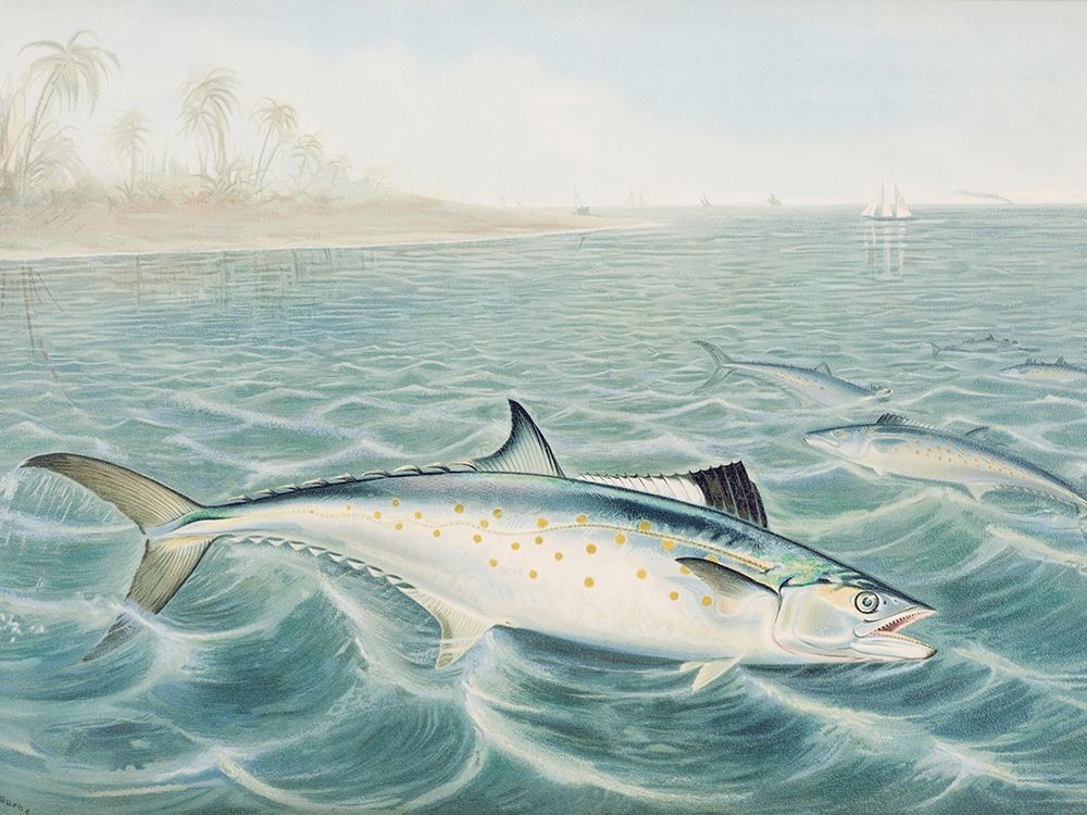 Red Drum art print by Samuel Kilbourne for $57.95 CAD