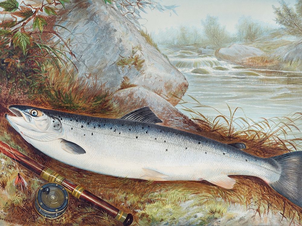 Trout art print by Samuel Kilbourne for $57.95 CAD