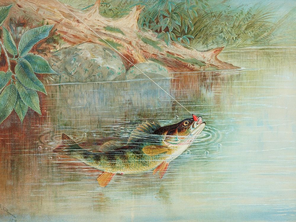 Yellow Perch art print by Samuel Kilbourne for $57.95 CAD
