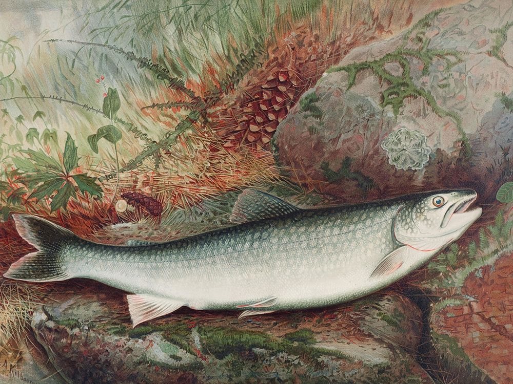 Lake Trout art print by Samuel Kilbourne for $57.95 CAD
